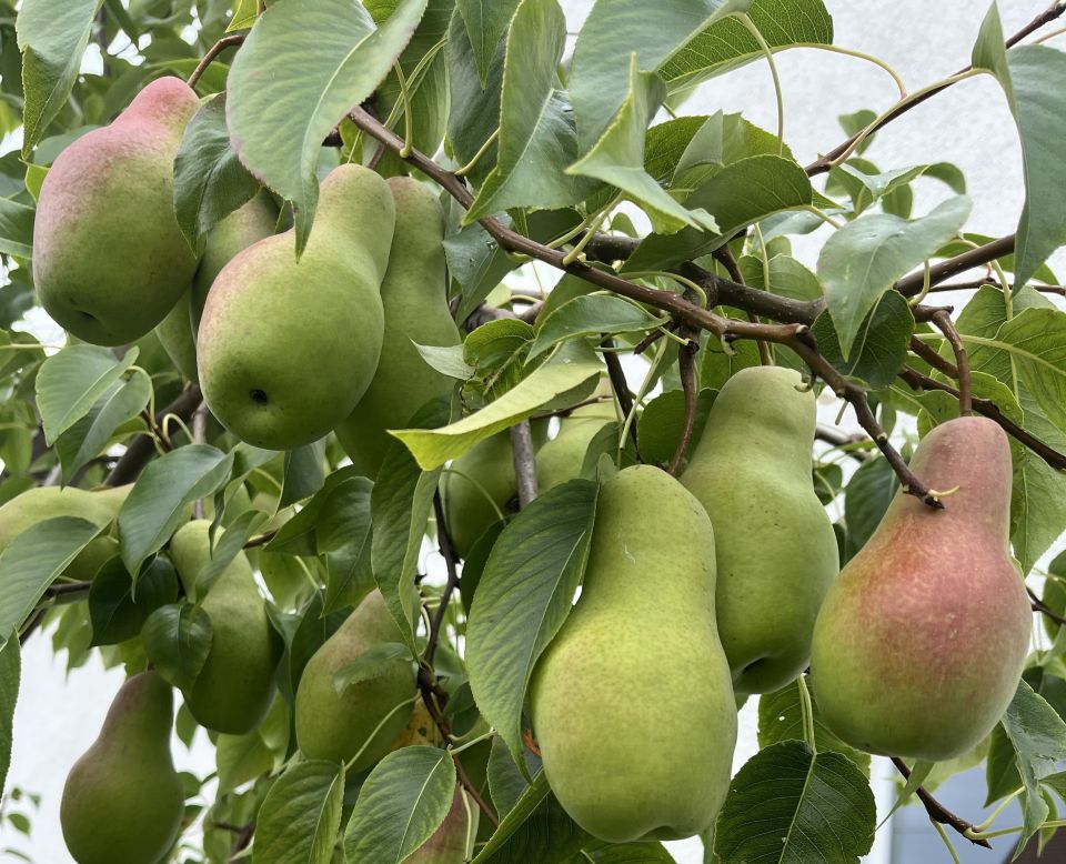 ОСЕНЬОсень снова к нам пришла, в огороде мишура. Груши, яблоки в груздях, помидоры на кустах. Хруст и сок слышны в зубах.  Вечерами облака, прячут спелые сорта. Хризантемы у крыльца, распустились после сна. Слышны крики журавлей, урожай везут с полей.