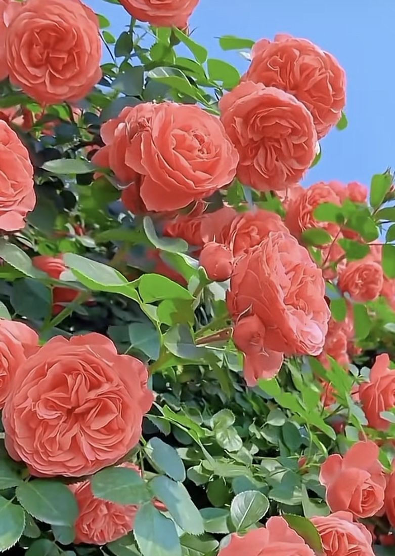 Прости за всё Прости за всё; за слёзы без обмана.В душе моей раскрылась снова рана.Любовь как призрак на пути. Ты расцвела, как роза в миражах.Во мне проснулся Ада страх.Молился как Мария всем Богам.А сам лукавил, словно шут Царям.Прошу простить, убрать свои шипы.На теле раны кровоточат без слезы.